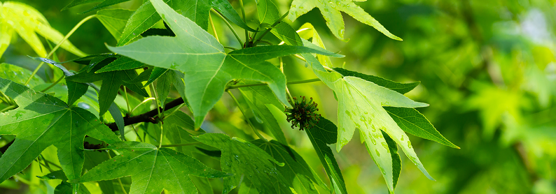 What Does A Sweetgum Tree Look Like