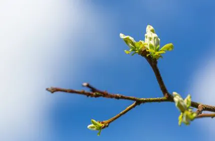 Davey Tree When Do Trees Leaf Out In Spring