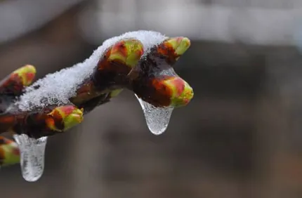 Winter Injury