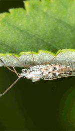 Lace Bugs: Life Cycle, Visible Damage & Control | Davey Tree