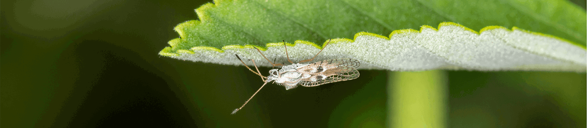 Lace Bugs: Life Cycle, Visible Damage & Control | Davey Tree