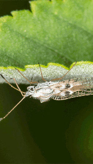 Lace Bugs: Life Cycle, Visible Damage & Control | Davey Tree