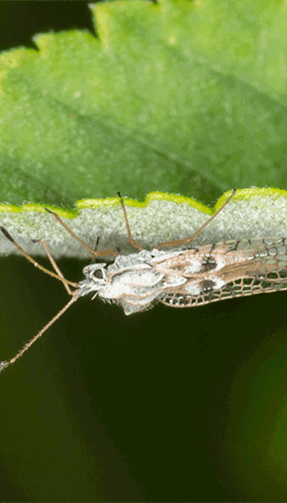 Lace Bugs: Life Cycle, Visible Damage & Control | Davey Tree