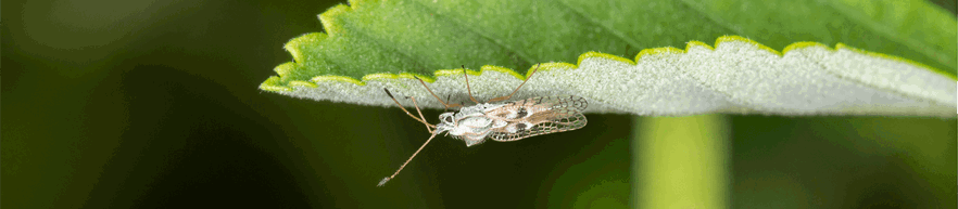 Lace Bugs: Life Cycle, Visible Damage & Control | Davey Tree