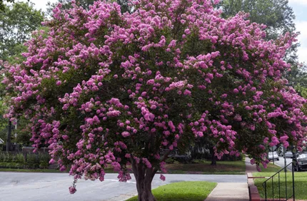 Crepe Myrtle Tree