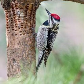 Yellow Bellied Sapsucker Rows Of Holes In Trees Davey Tree Square