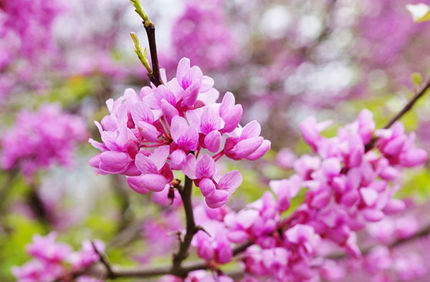 What Does An Eastern Redbud Tree Look Like