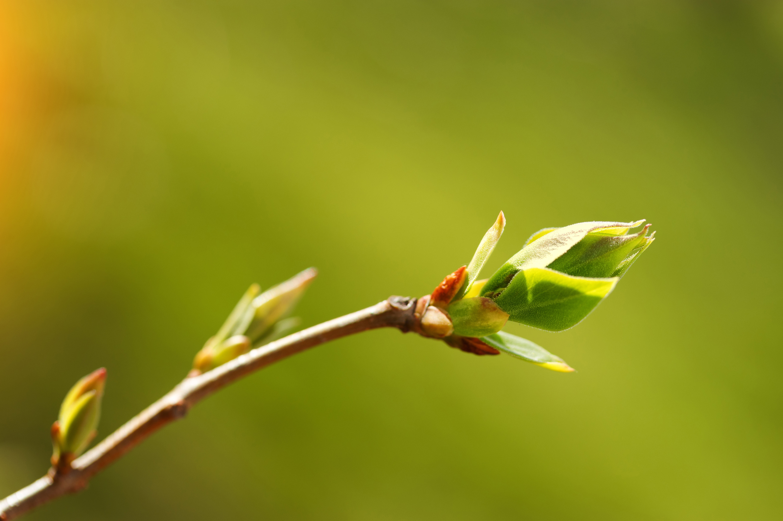 Spring Tree Bud