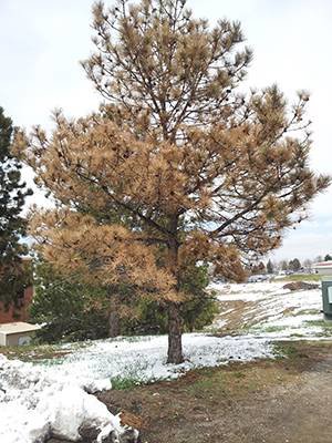 drought-stressed Colorado pine 
