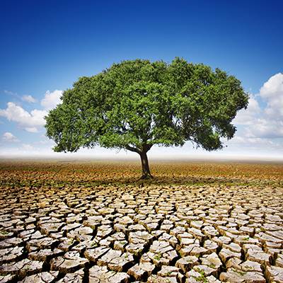 Tree Drought Conditions Carlos Caetano Fotolia