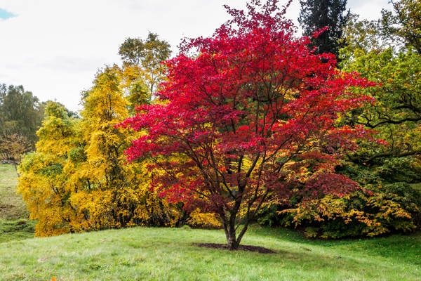 Japanese Maple Tree