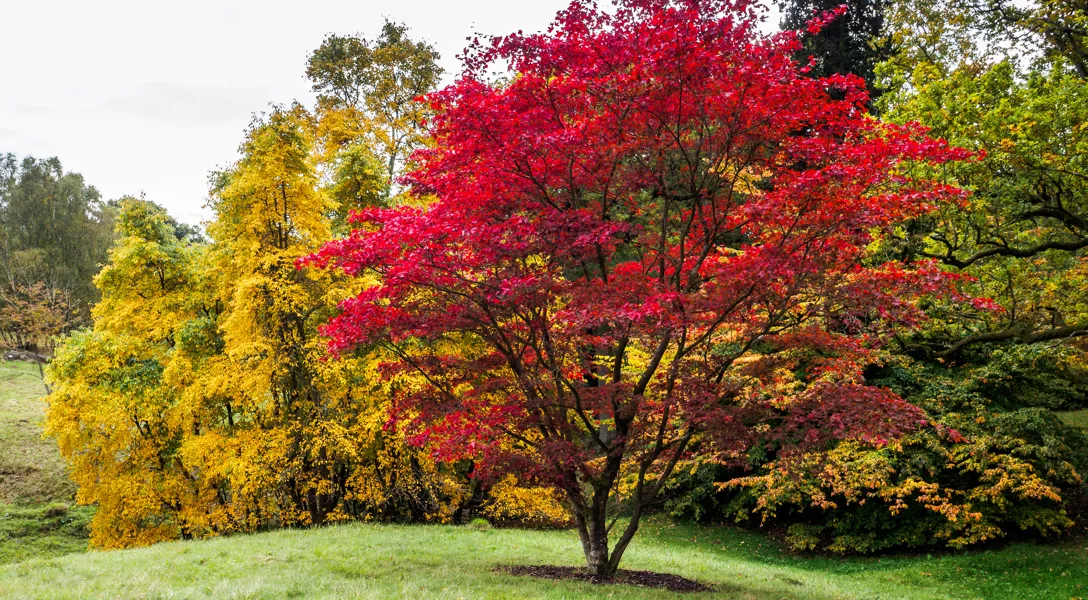 Trees with Non-Invasive Root Systems | Davey Tree