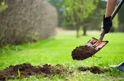 Tree Transplanting Near Me