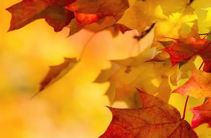 Fall Banner