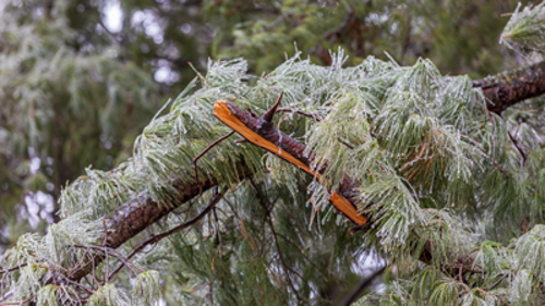 Winter Damage