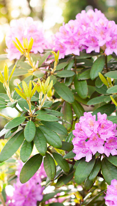 Identifying Rhododendron Shrub Identification: Do I Have A Rhododendron? | Davey Tree