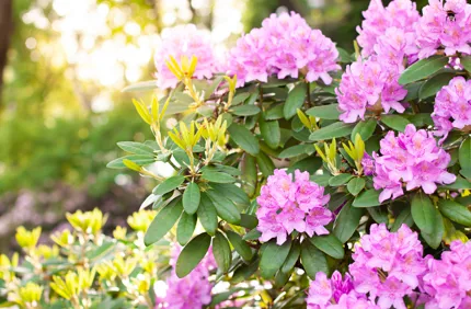 Rhododendron