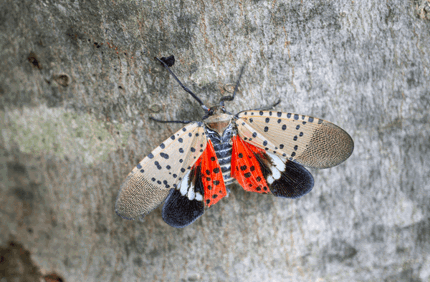 How To Get Rid Of Lanternflies