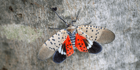 Slf Insect Spotted Lanternfly (SLF) Facts: What You Need to Know | Davey Tree