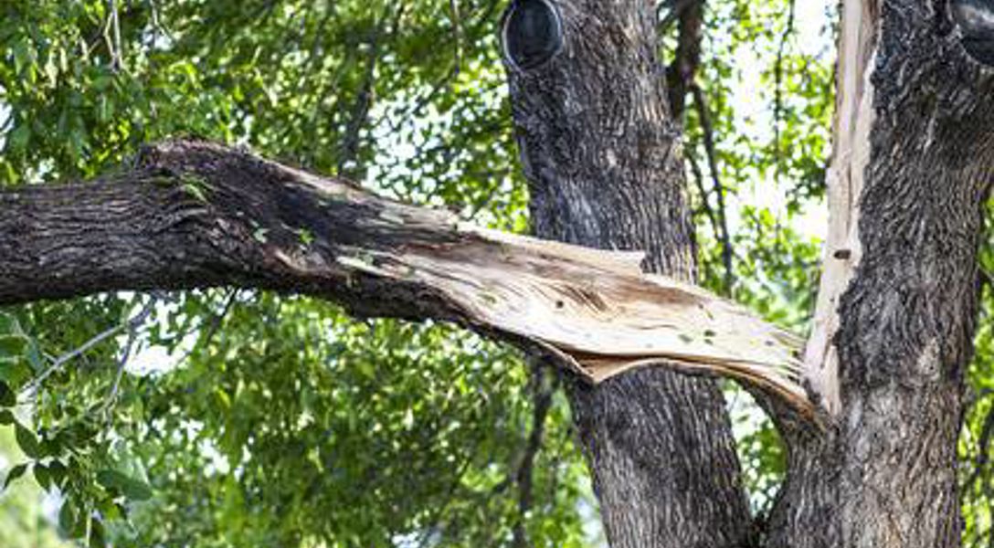 How to Spot and Help Prevent Branch Breakage on Trees | Davey Tree