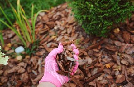 When To Mulch Fall Winter Spring Davey Tree