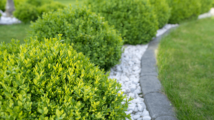Slow Growing Shrub Boxwood