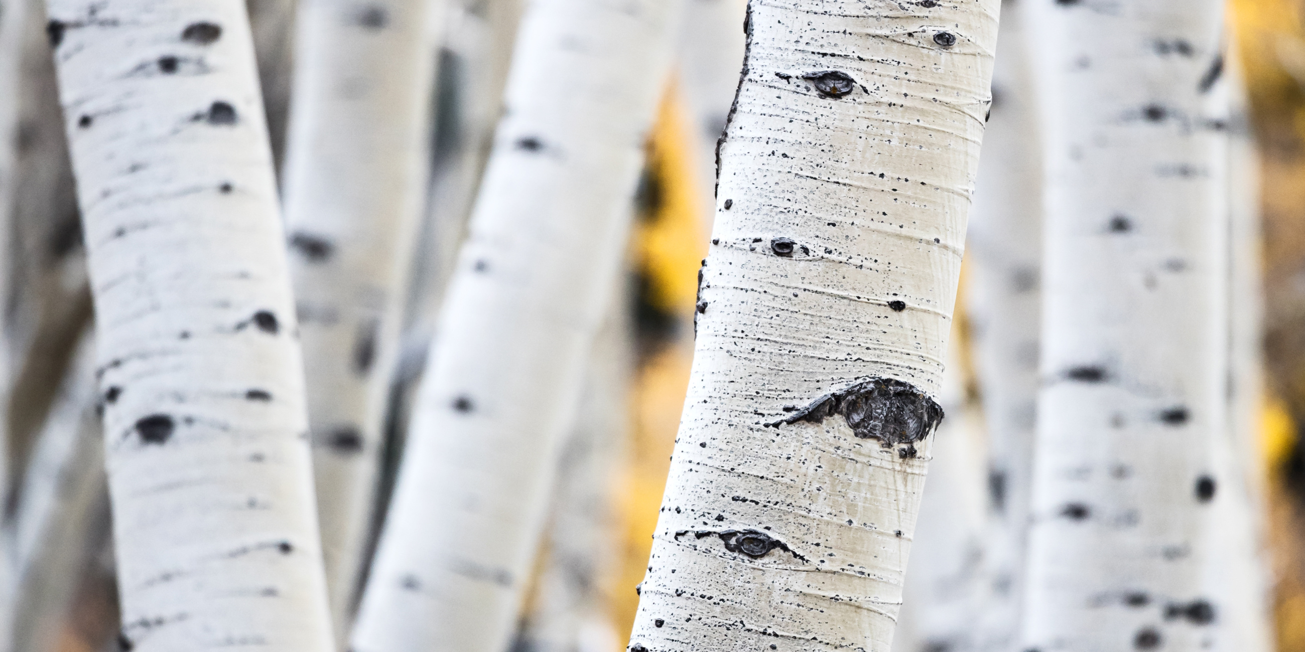 Tree Identification: Do I Have an Aspen Tree | Davey Tree