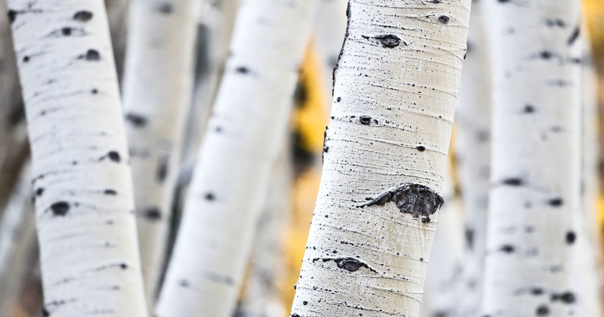 Tree Identification: Do I Have an Aspen Tree | Davey Tree