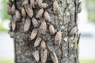 Spotted Lanternfly Damage