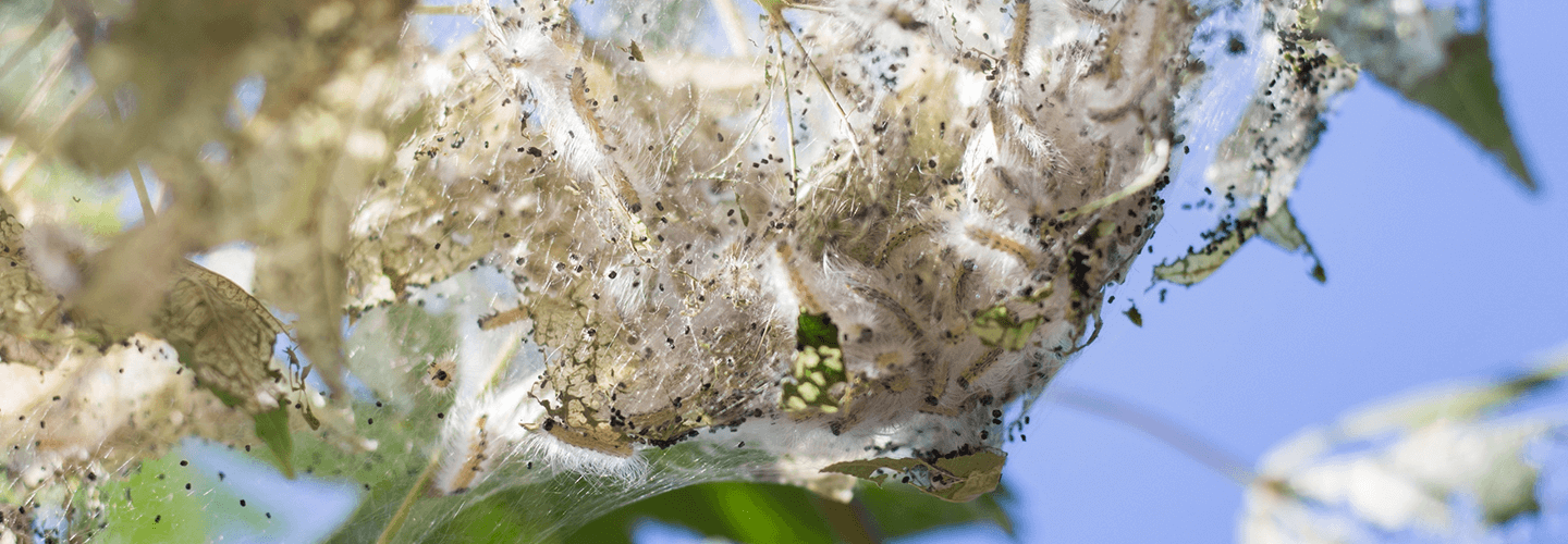 Spider webs outlet in trees