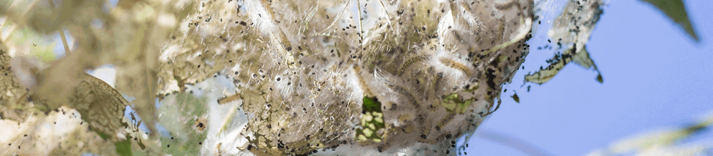 What Makes Webs in Trees: Webworm vs. Tent Caterpillar | Davey Tree