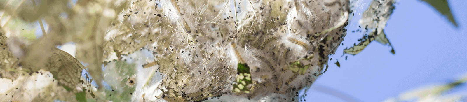 What Makes Webs in Trees: Webworm vs. Tent Caterpillar | Davey Tree