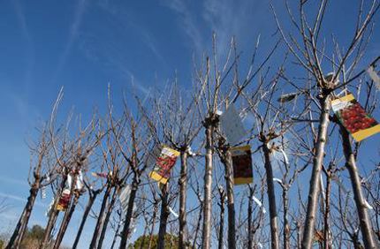 Why Your Bare Root Tree Is Not Growing Or Leaving Out Davey Tree