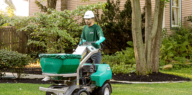 Lawn Overseeding