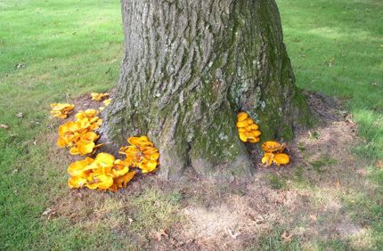 Mushroom Id New Jersey Ed Zimmerman 004