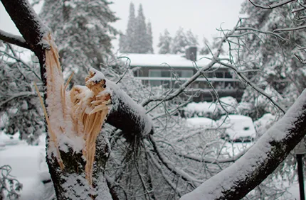 Look Out For Winter Tree Damage