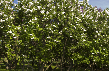 Japanese Lilac Tree