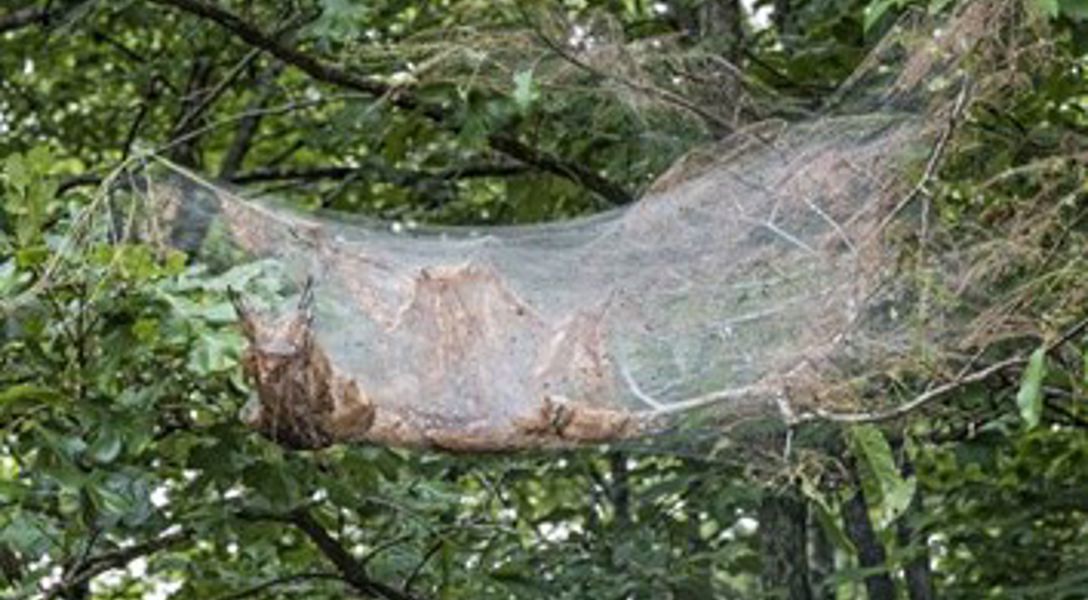 What Makes Webs in Trees: Webworm vs. Tent Caterpillar | Davey Tree