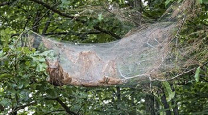 What Makes Webs in Trees: Webworm vs. Tent Caterpillar | Davey Tree