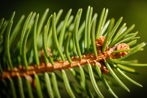 Norway Spruce Tree Leaf