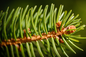 Norway Spruce Tree Leaf