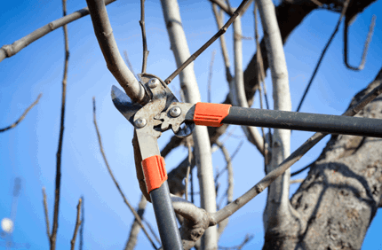 Winter Tree Care