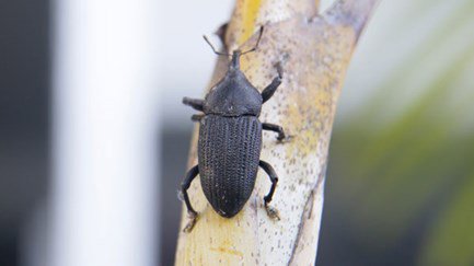 South American Palm Weevil