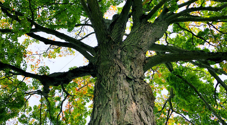 Trees with Non-Invasive Root Systems | Davey Tree