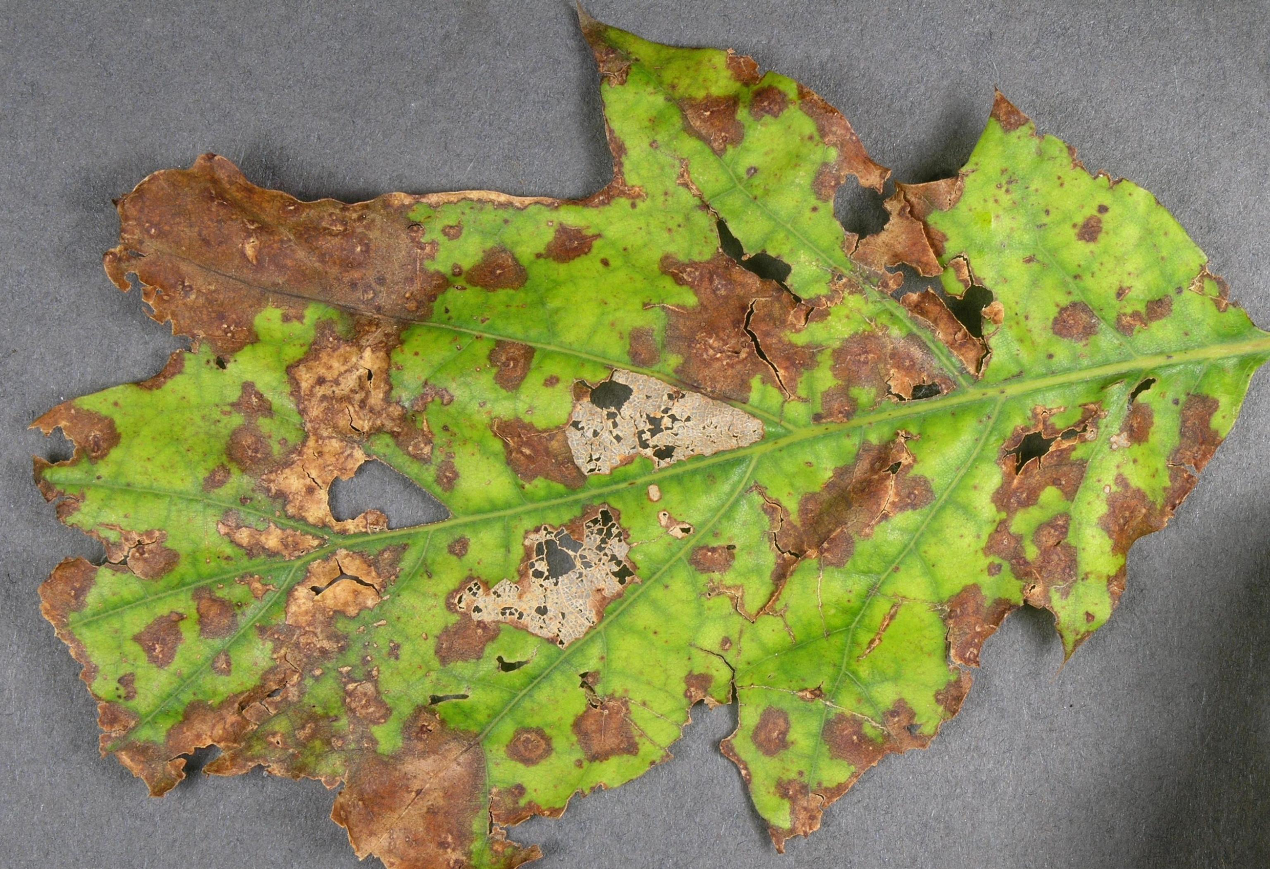 5486111 LGPT Tubakia Leaf Spot