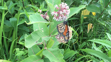 Creating A Pollinator Garden (Pollinator Plant List) | Davey Blog ...