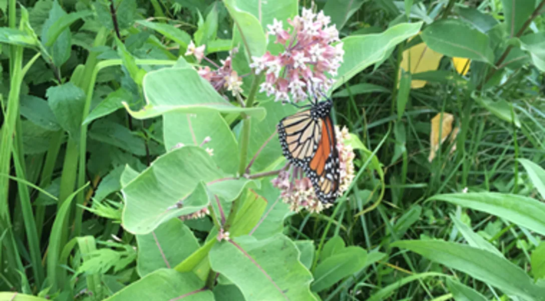 Creating a Pollinator Garden (Pollinator Plant List) | Davey Blog ...