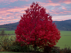 Autumn Blaze Maple Tree 600X450