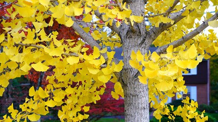 Ginko Tree2