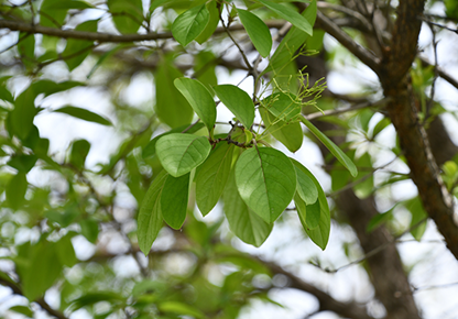 Fringe Tree Leaf